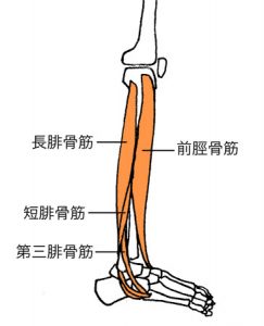 腓骨筋、前脛骨筋