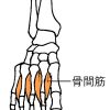 足の骨間筋