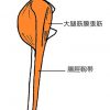 大腿筋膜張筋、腸脛靭帯