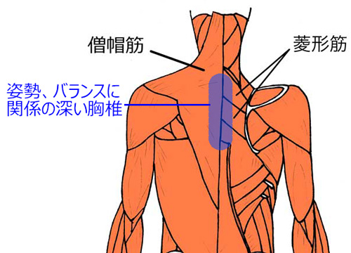姿勢、バランスに関係の深い胸椎