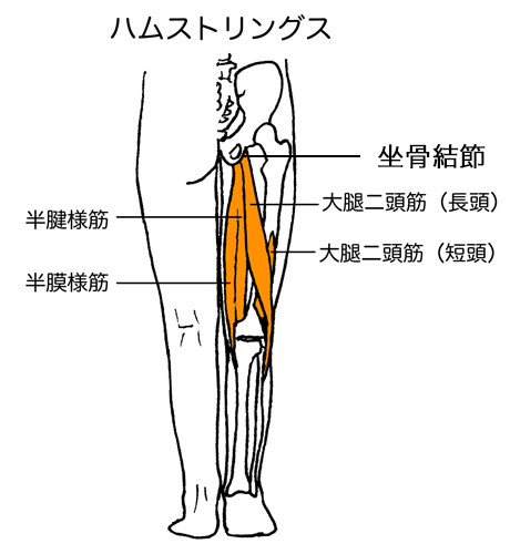 半腱様筋 Anatomy