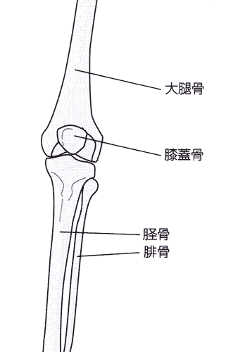 膝蓋骨