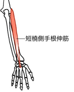 短橈側手根伸筋