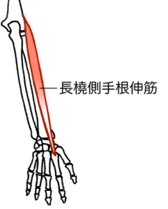 長橈側手根伸筋
