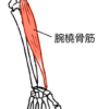 腕橈骨筋