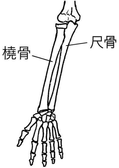 橈骨と尺骨
