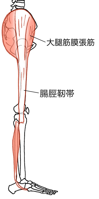 大腿筋膜張筋のイラスト