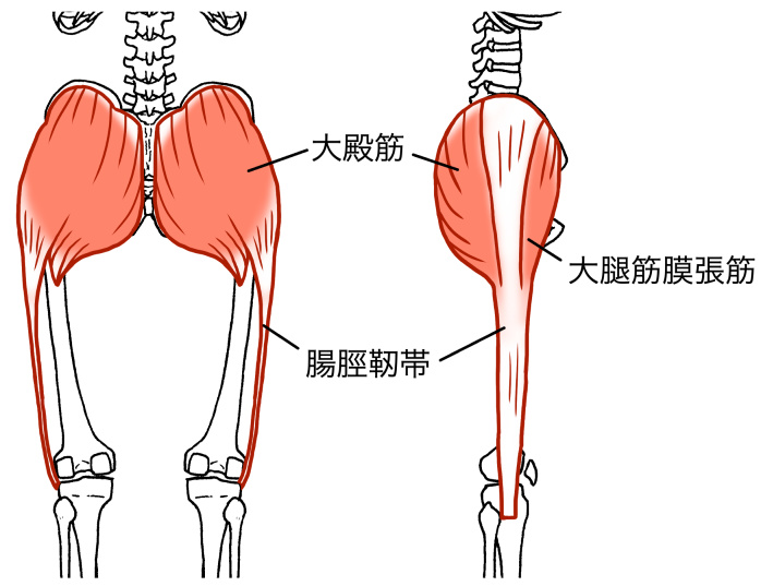 大臀筋、大腿筋膜張筋、腸脛靭帯のイラスト