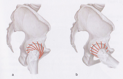 股関節の靭帯
